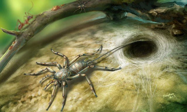 Kinh ngạc nhện có đuôi dài như bò cạp - Ảnh 2.