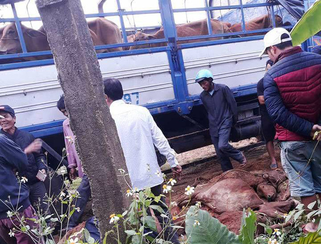 Truy tìm xe tải chở 13 con bò chết bán cho người dân - Ảnh 2.