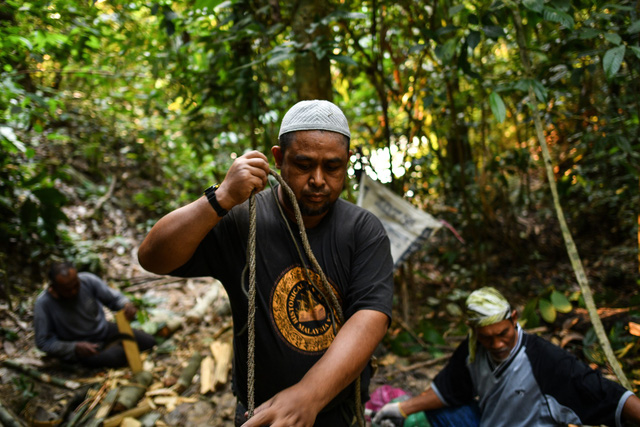 Săn mật ong trên những ngọn cây chọc trời ở Malaysia - Ảnh 5.