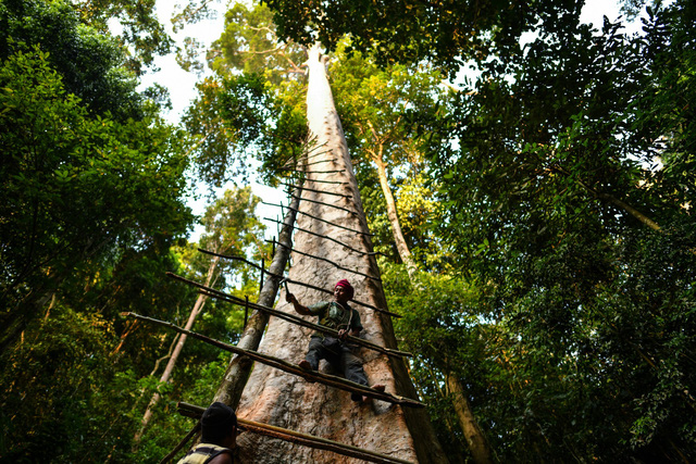 Săn mật ong trên những ngọn cây chọc trời ở Malaysia - Ảnh 8.