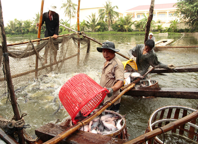 Nhìn cá tra xuất khẩu nhiều sang Trung Quốc mà lo - Ảnh 1.