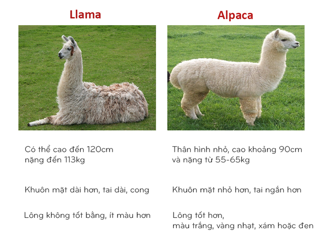 8 cặp động vật dễ bị nhầm tên khi dịch từ Anh sang Việt - Ảnh 3.