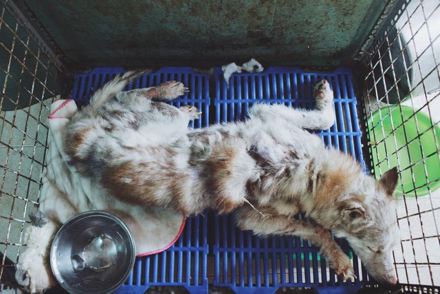 Cô gái 9X làm mẹ của hơn 100 chó mèo hoang - Ảnh 4.
