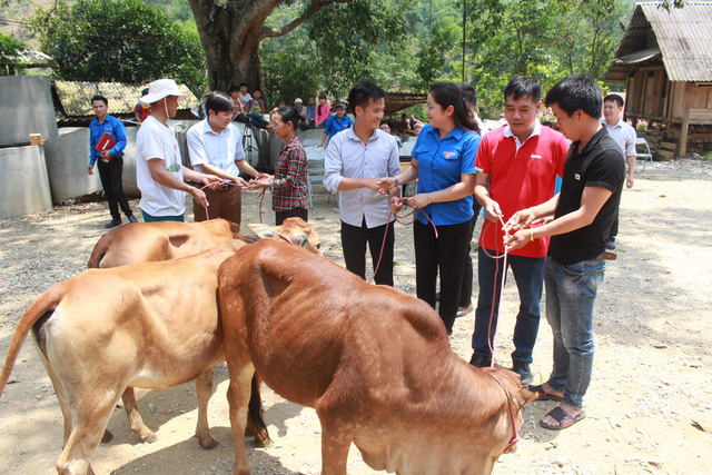 Báo Tuổi Trẻ tặng bà con vùng lũ Sơn La 30 con bò giống - Ảnh 1.