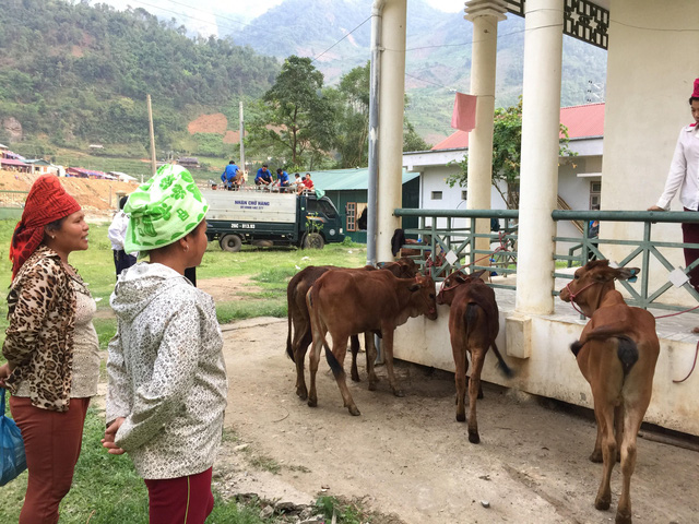Báo Tuổi Trẻ tặng bà con vùng lũ Sơn La 30 con bò giống - Ảnh 5.