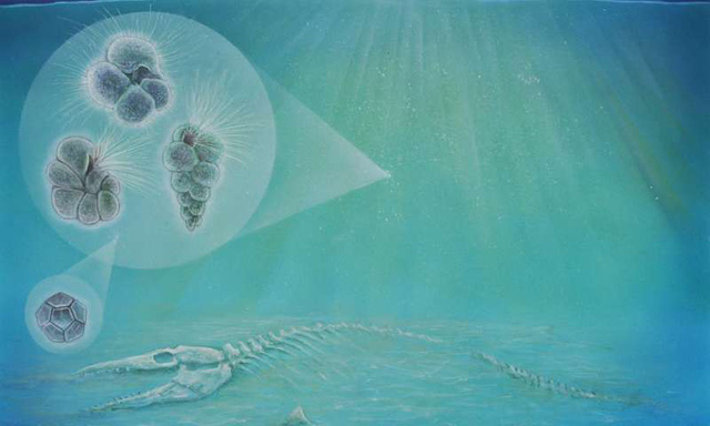 Sự sống hồi sinh lạ kỳ ở hố thiên thạch diệt khủng long - Ảnh 1.