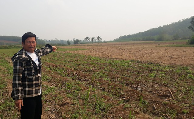 1.350ha đất bỏ hoang vì dự án bò sữa 3.800 tỉ đồng dang dở - Ảnh 2. 1.350ha đất bỏ hoang vì dự án bò sữa 3.800 tỉ đồng dang dở - Ảnh 2.