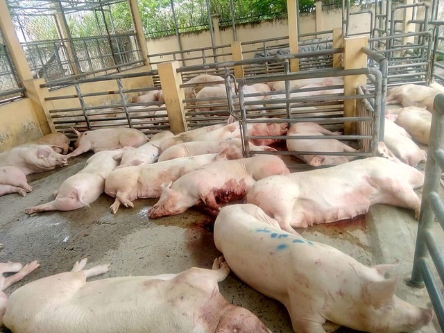 Lô heo nái 46 con dính thuốc an thần trước khi vào lò giết mổ - Ảnh 1.