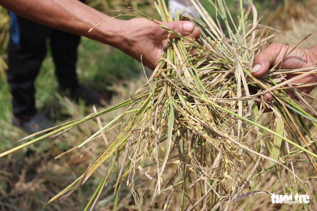 Huy động công an ngăn chặn nạn bảo kê gặt lúa - Ảnh 2.