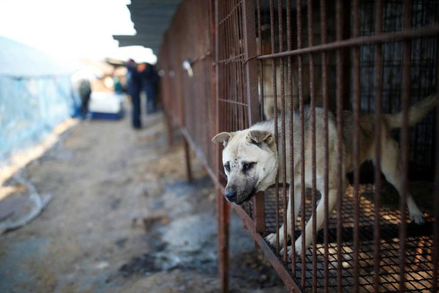Hàn Quốc muốn chấm dứt nuôi chó giết thịt - Ảnh 1.