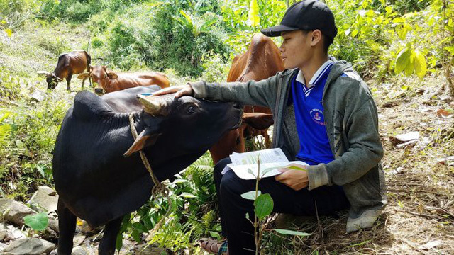 Sáng lên rừng chăn bò, chiều đi thi - Ảnh 1.