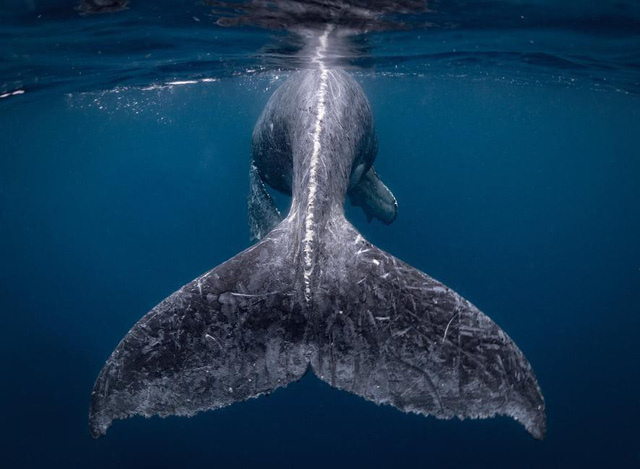 Cá voi lưng gù chổng đuôi trên biển