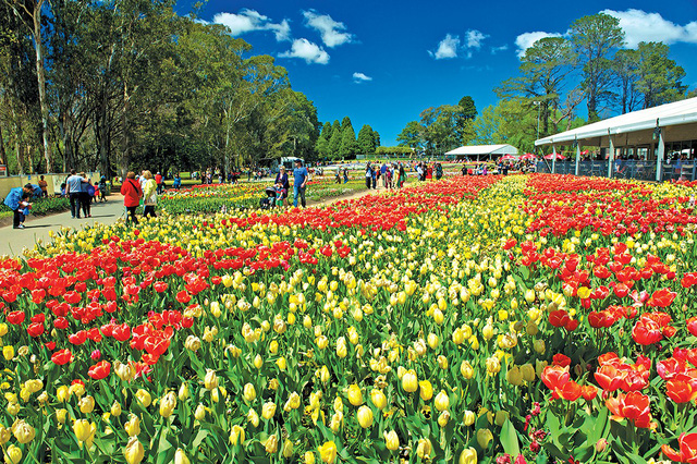 Quên lối về giữa  ngàn hoa Floriade - Ảnh 1.