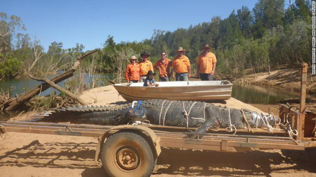 Cá sấu khổng lồ 600 ký đã bị bắt - Ảnh 1.