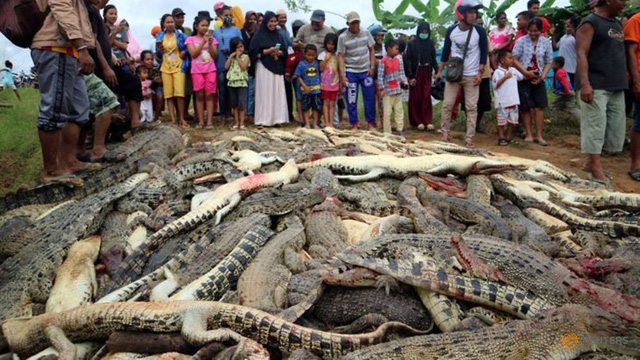 Đám đông giận dữ giết gần 300 con cá sấu để trả thù cho hàng xóm - Ảnh 1.