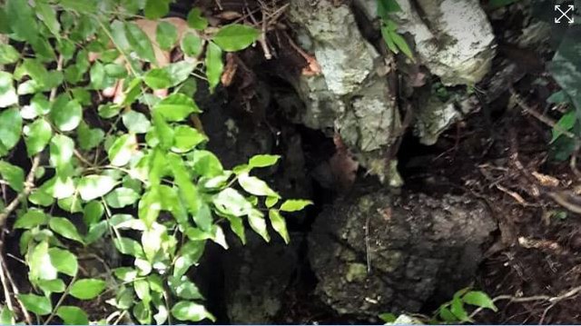 Thợ săn tổ yến đổ về hang Tham Luang cứu đội bóng Thái Lan mất tích - Ảnh 4.