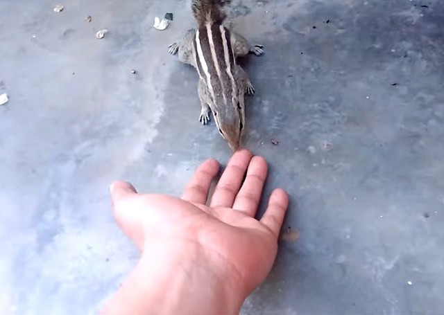 Sóc mẹ hôn tay ân nhân cứu sóc con - Ảnh 5.