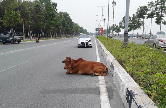 Bò thả rông gây tai nạn, chủ xe đòi bán, công an nói đã đốt - Ảnh 1.