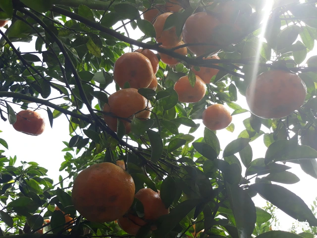 Quýt hồng Lai Vung vào vụ chín, thu hút khách tham quan - Ảnh 4. Quýt hồng Lai Vung vào vụ chín, thu hút khách tham quan - Ảnh 4.