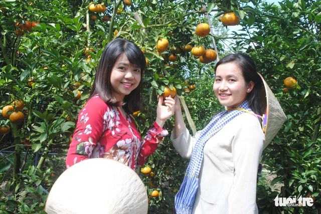 Quýt hồng Lai Vung vào vụ chín, thu hút khách tham quan - Ảnh 5. Quýt hồng Lai Vung vào vụ chín, thu hút khách tham quan - Ảnh 5.