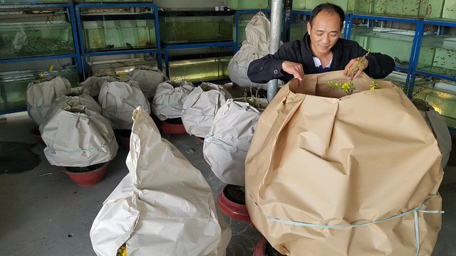 Mai tết Sài Gòn hối hả lên máy bay Bắc tiến - Ảnh 2. Mai tết Sài Gòn hối hả lên máy bay Bắc tiến - Ảnh 2.
