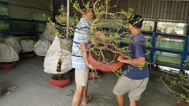 Mai tết Sài Gòn hối hả lên máy bay Bắc tiến - Ảnh 3. Mai tết Sài Gòn hối hả lên máy bay Bắc tiến - Ảnh 3.