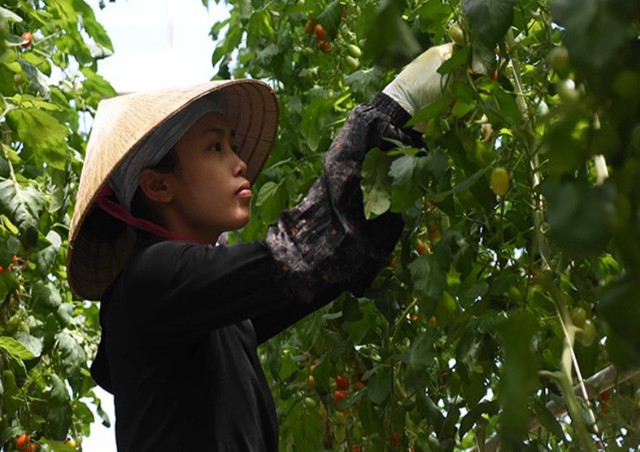 Vòi tiền bạc khi tiếp nhận lao động Việt, 2 tổ chức ở Nhật bị đóng cửa - Ảnh 1.