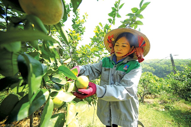Kỳ vọng đổi thay trước giờ sáp nhập - Ảnh 4.
