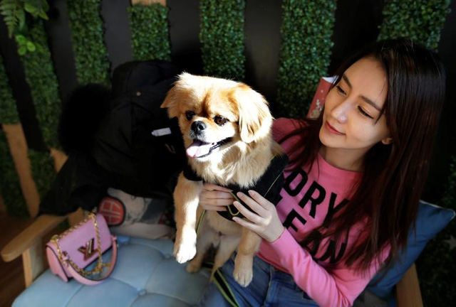 Không sinh con, người Trung Quốc đổ tiền cho thú cưng - Tuổi Trẻ Online