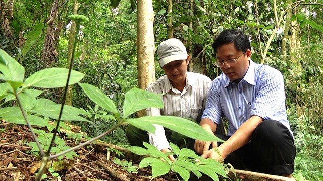 Ông cán bộ sâm - Ảnh 3.