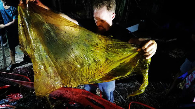 Cá voi chết thảm vì ăn 40kg rác nhựa - Ảnh 1.