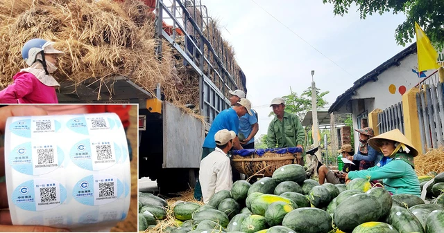 Dưa hấu Quảng Nam dán tem truy xuất nguồn gốc - Ảnh 1.