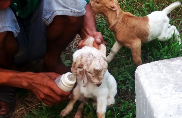Dê lạ có 2 đầu, 4 mắt nhưng chỉ có 3 lỗ tai - Ảnh 3.