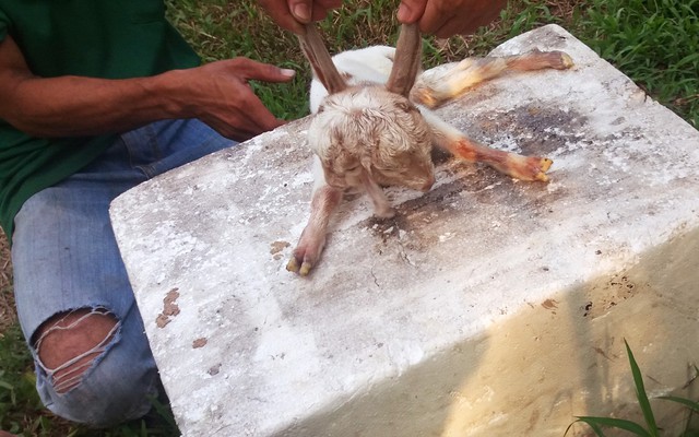 Dê lạ có 2 đầu, 4 mắt nhưng chỉ có 3 lỗ tai - Ảnh 2.