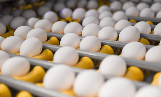 Úc phát cảnh báo trứng nhiễm khuẩn salmonella - Ảnh 1.