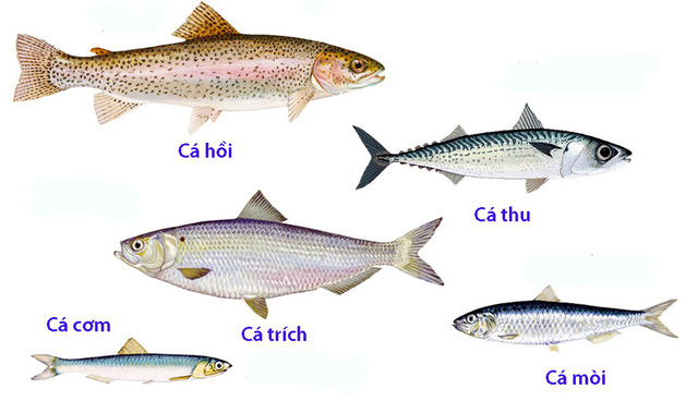 Làm thế nào để tránh hấp thu thủy ngân và tăng hấp thụ omega-3 có trong cá? - Ảnh 1.