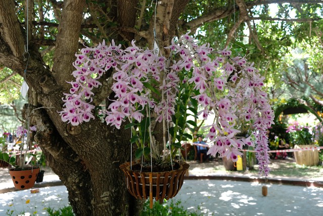 Lan khoe sắc quý phái ở Nha Trang - Ảnh 10. Lan khoe sắc quý phái ở Nha Trang - Ảnh 10.
