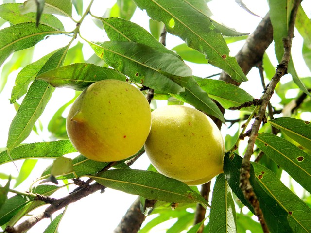 Tìm cho ra tiên đào trên non bồng núi thẳm  - Ảnh 1.