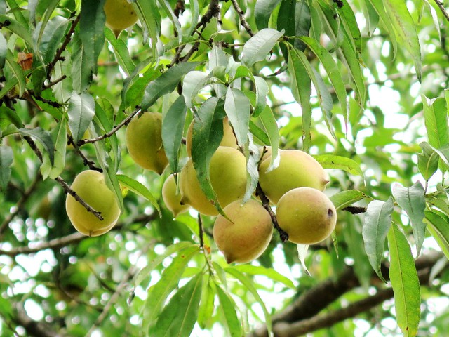 Tìm cho ra tiên đào trên non bồng núi thẳm  - Ảnh 5.