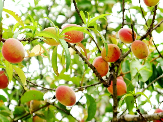 Tìm cho ra tiên đào trên non bồng núi thẳm  - Ảnh 4.