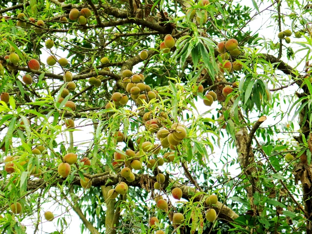 Tìm cho ra tiên đào trên non bồng núi thẳm  - Ảnh 3.
