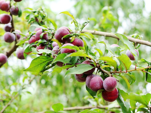 Tìm cho ra tiên đào trên non bồng núi thẳm  - Ảnh 9.