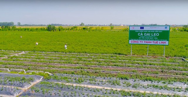 Đã có sản phẩm từ cà gai leo sạch đạt chuẩn quốc tế - Ảnh 3.