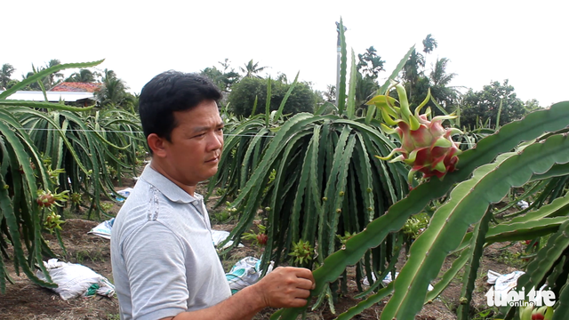 Việt Nam đứng đầu châu Á - Thái Bình Dương về sản lượng thanh long - Ảnh 2.