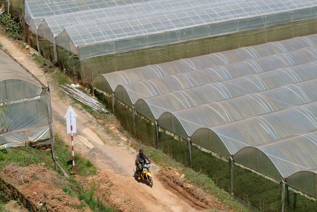 Ngăn rủi ro từ phong trào nông nghiệp nhà kính - Ảnh 1.