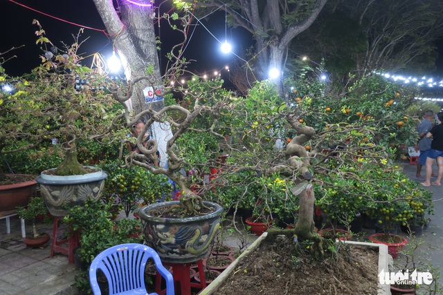 Cây mai triệu nụ rao giá 300 triệu - Ảnh 9.