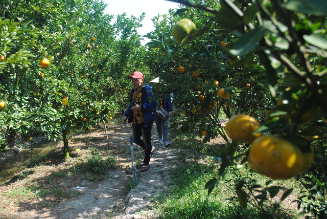 Tour miền Tây: Khách choáng vì người đông, còn quýt đã lèo tèo còn... chua lè - Ảnh 2.