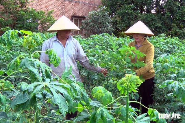 Gần 9.500ha khoai mì bị bệnh khảm lá tấn công ở Đồng Nai - Ảnh 1.