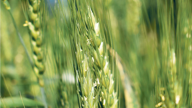 Nước đầu tiên trên thế giới cấp phép sản xuất và tiêu thụ lúa mì biến đổi gen - Ảnh 1.