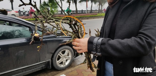 Cành lê trắng tinh khôi, giá tiền triệu hút khách thủ đô - Ảnh 9.